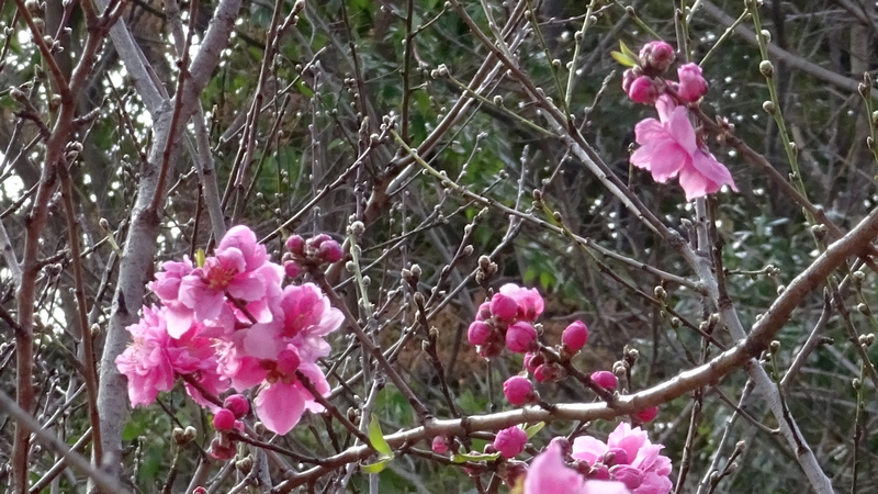 ハナモモの花 川崎市幸区さいわいふるさと公園