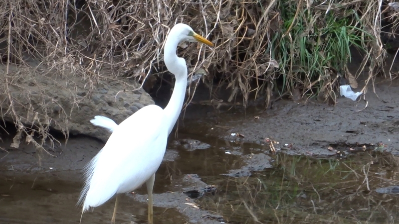 ダイサギ 横浜市旭区今宿東町
