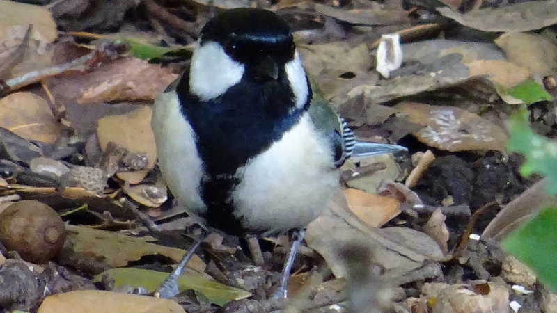 シジュウカラ 横浜市旭区鶴ヶ峰