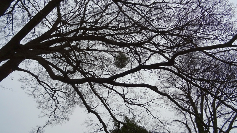 ヤドリギ 横浜市旭区鶴ヶ峰鶴ヶ峰公園