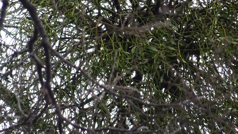 ヤドリギ 横浜市旭区鶴ヶ峰鶴ヶ峰公園