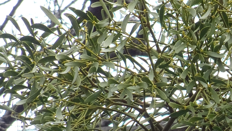 ヤドリギ 横浜市旭区鶴ヶ峰鶴ヶ峰公園