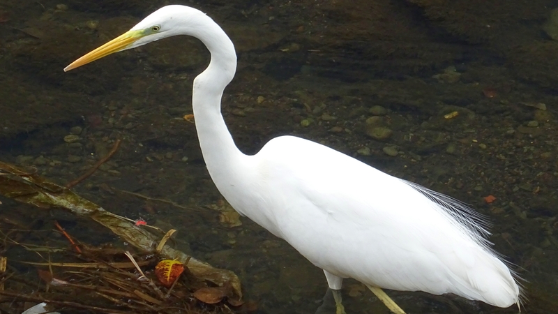 ダイサギ 横浜市旭区今川町