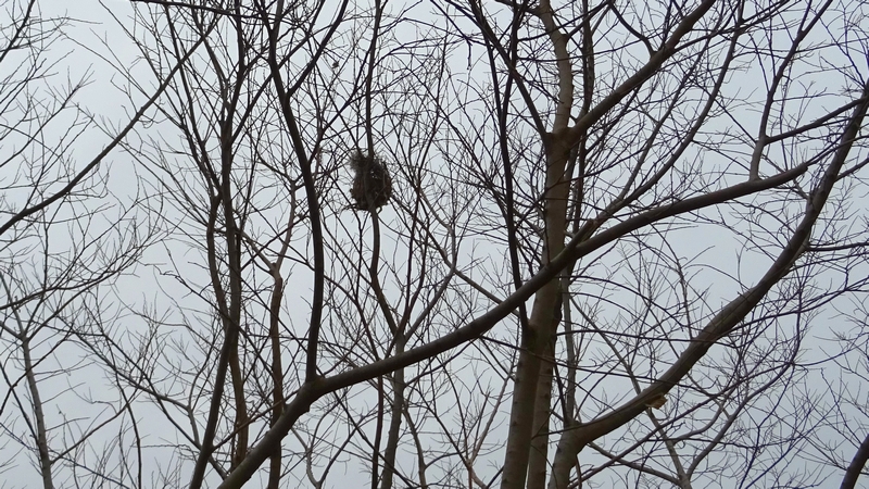 鳥の巣 横浜市旭区今宿南町