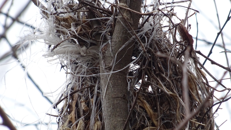 鳥の巣 横浜市旭区今宿南町
