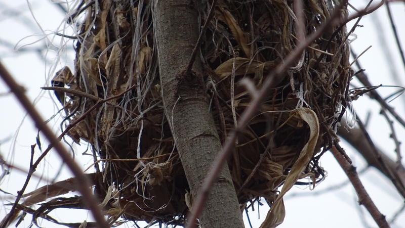 鳥の巣 横浜市旭区今宿南町