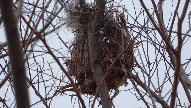 鳥の巣 横浜市旭区今宿南町