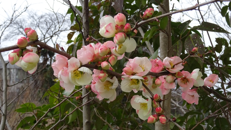 ボケの花 横浜市旭区鶴ヶ峰本町