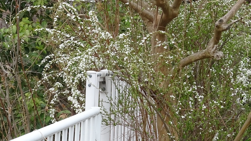 ユキヤナギの花 横浜市旭区鶴ヶ峰本町