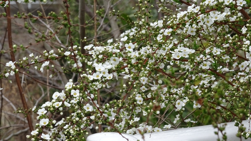 ユキヤナギの花 横浜市旭区鶴ヶ峰本町