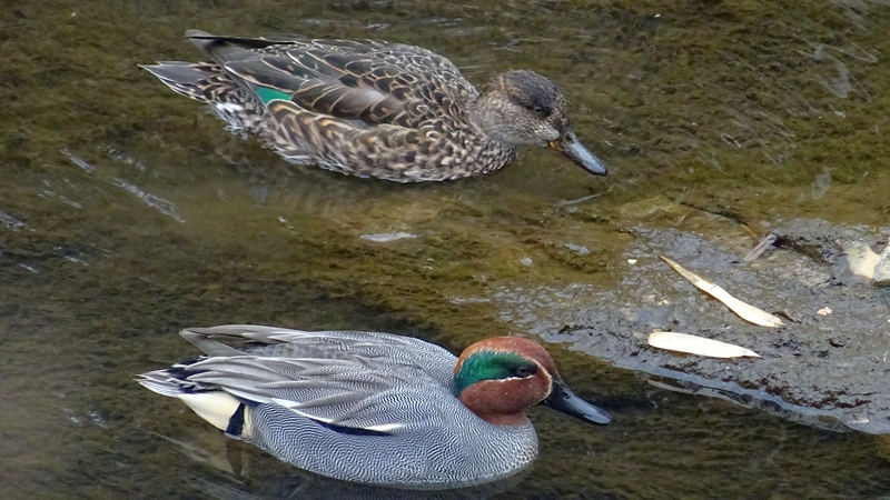 コガモのつがい 横浜市旭区鶴ヶ峰本町
