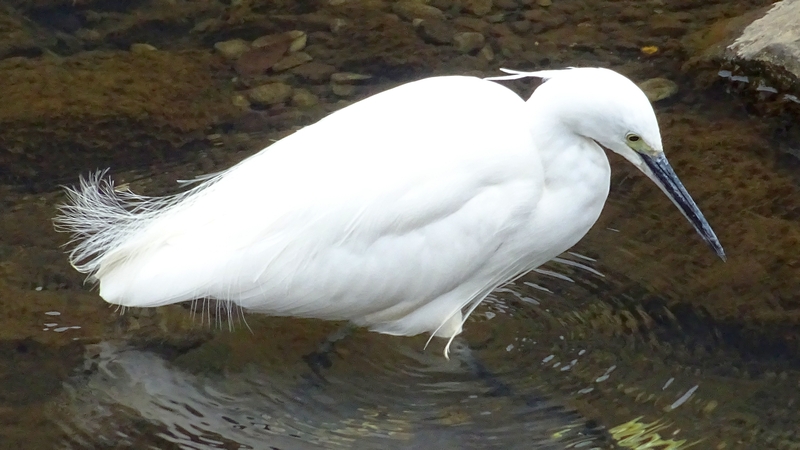 コサギ 横浜市旭区今宿南町