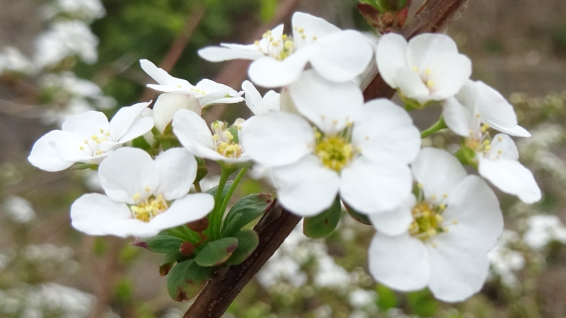 ユキヤナギの花 横浜市旭区今宿南町