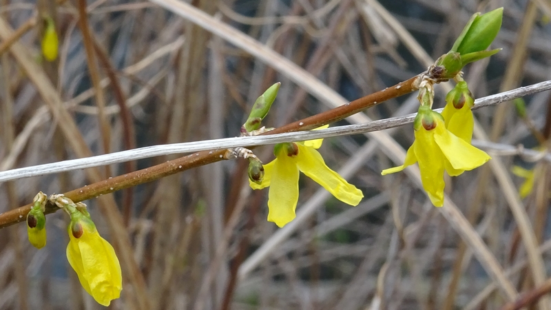 レンギョウの花 横浜市旭区今宿南町