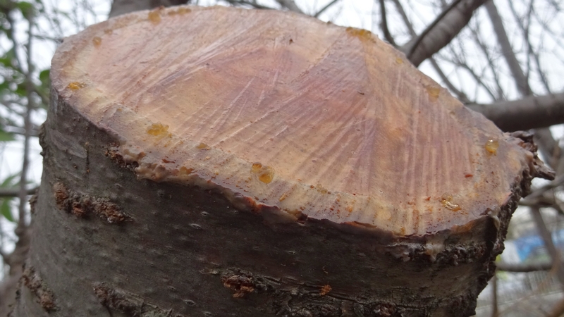 カンザンの剪定 横浜市旭区今宿南町