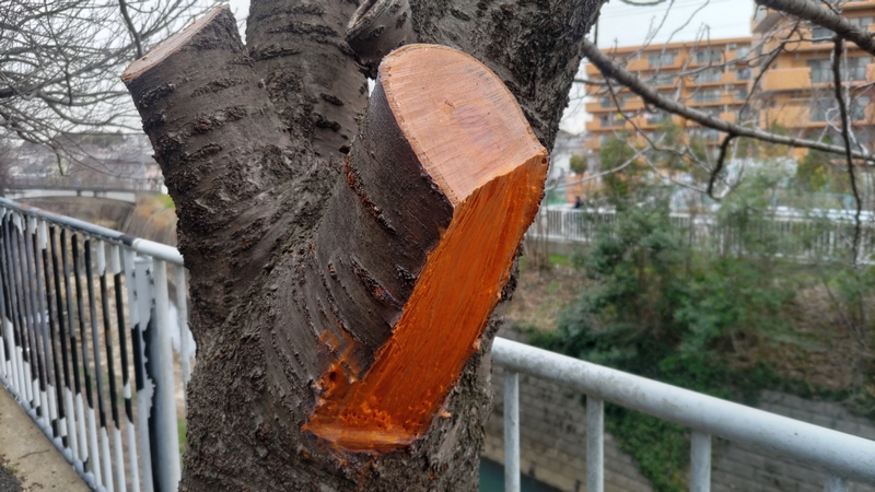 カンザンの剪定 横浜市旭区今宿南町