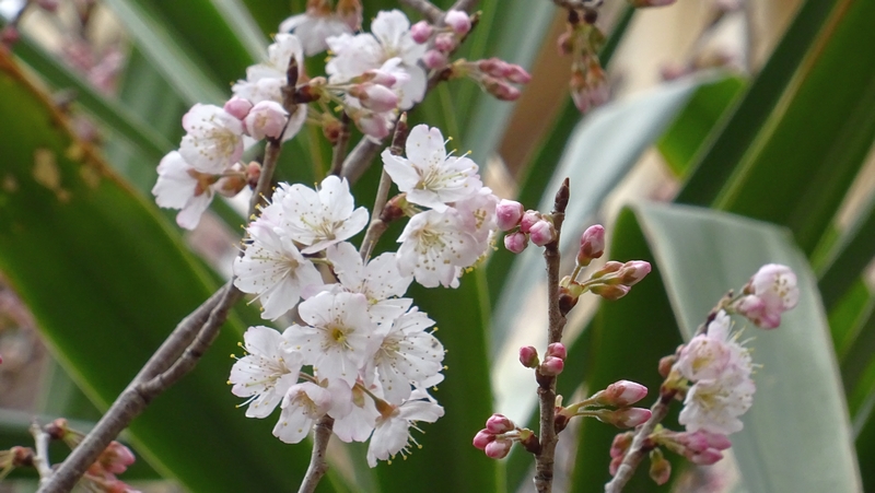 カラミザクラの花 横浜市旭区今宿南町