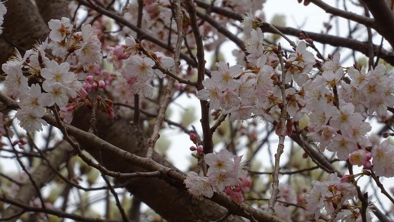 カラミザクラの花 横浜市旭区今宿南町