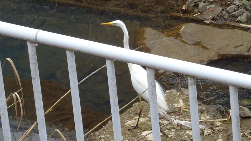 ダイサギ 横浜市旭区今宿南町