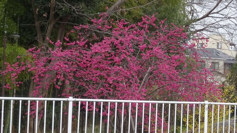 カンヒザクラの花 横浜市旭区今宿南町帷子川緑道