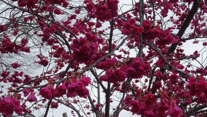 カンヒザクラの花 横浜市旭区今宿南町帷子川緑道