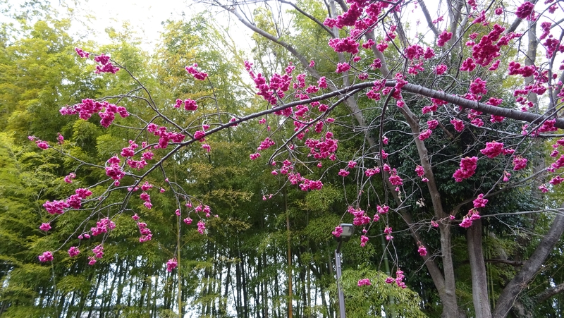 カンヒザクラの花 横浜市旭区今宿南町帷子川緑道
