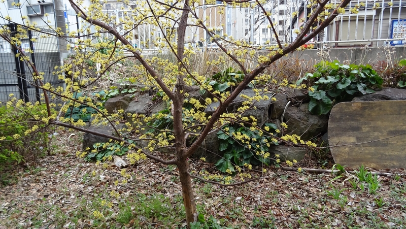 サンシュユの花 横浜市旭区今宿南町帷子川緑道