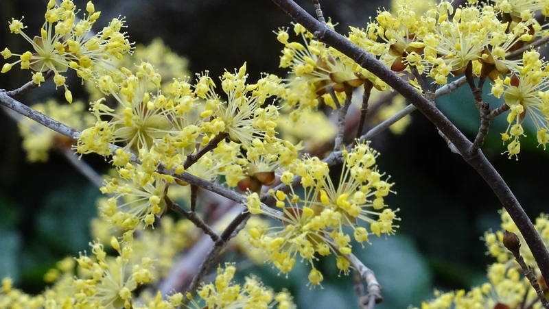 サンシュユの花 横浜市旭区今宿南町帷子川緑道