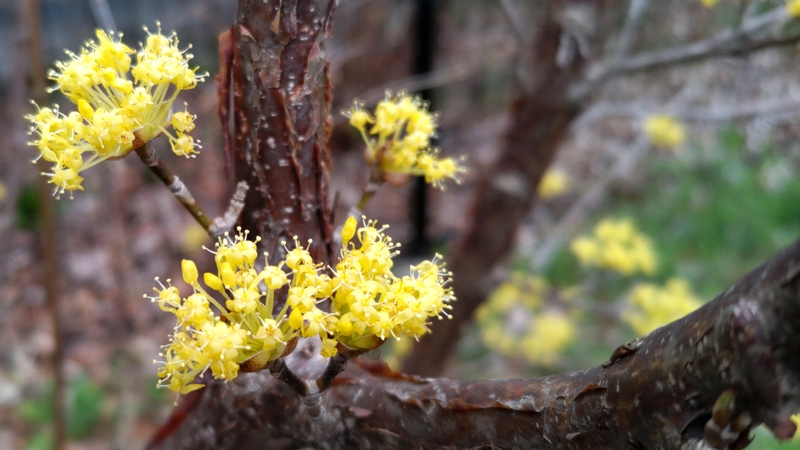 サンシュユの花 横浜市旭区今宿南町帷子川緑道