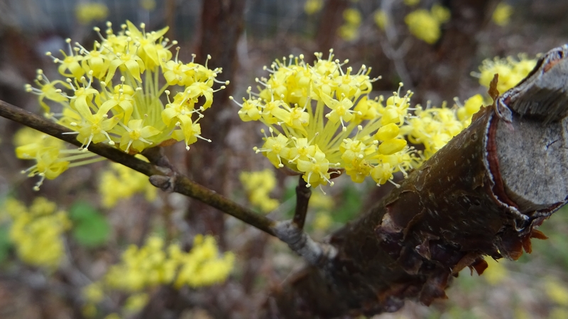 サンシュユの花 横浜市旭区今宿南町帷子川緑道