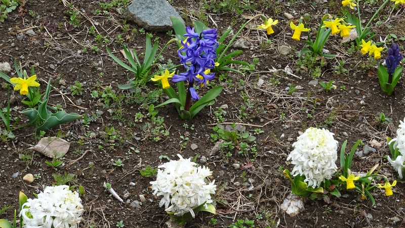 ヒヤシンスの花 横浜市旭区今宿南町帷子川緑道