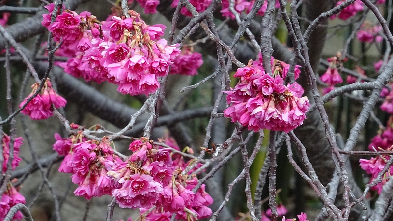 カンヒザクラの花 横浜市旭区今宿南町帷子川緑道