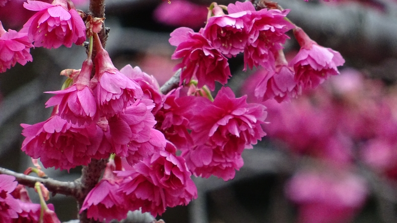 カンヒザクラの花 横浜市旭区今宿南町帷子川緑道