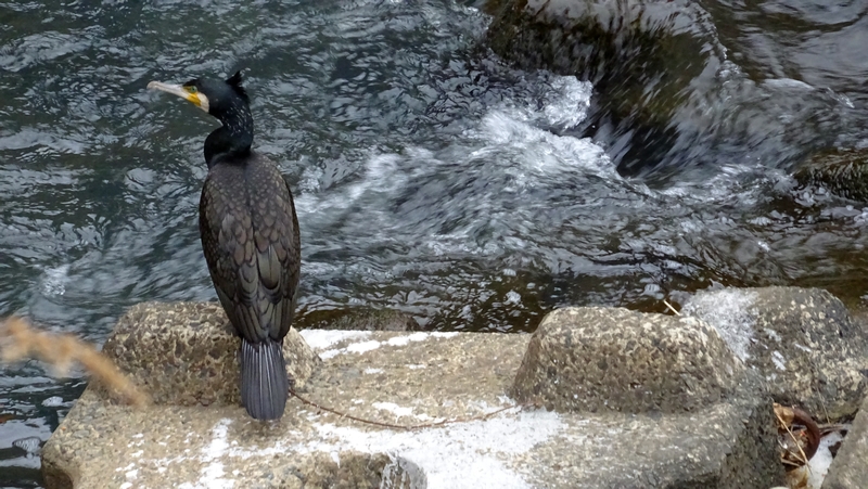 カワウ 横浜市旭区鶴ヶ峰本町