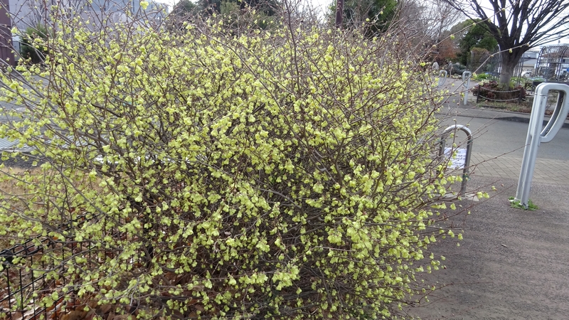 ヒュウガミズキの花 川崎市幸区さいわいふるさと公園