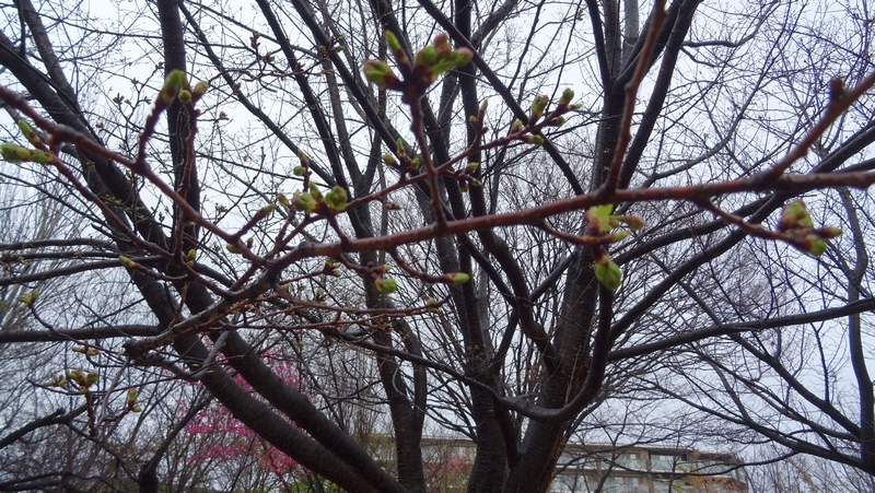 オオシマザクラの蕾 川崎市幸区さいわいふるさと公園