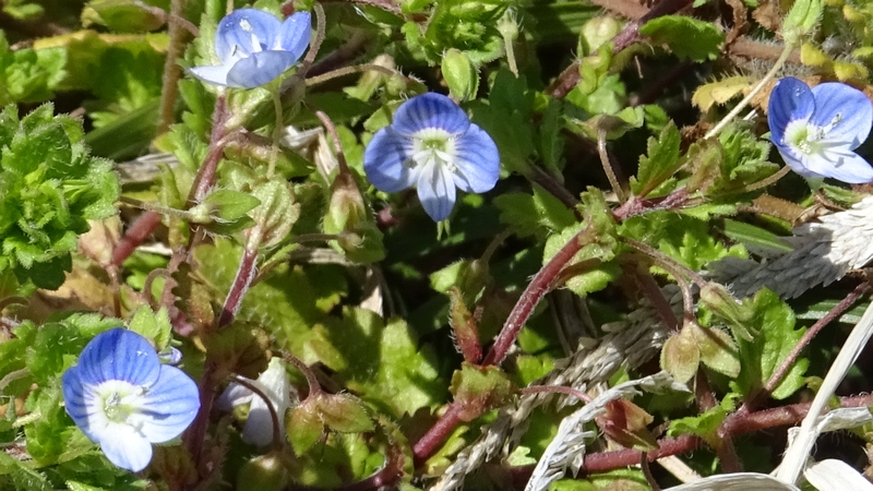 オオイヌノフグリの花と果実 横浜市旭区今宿南町