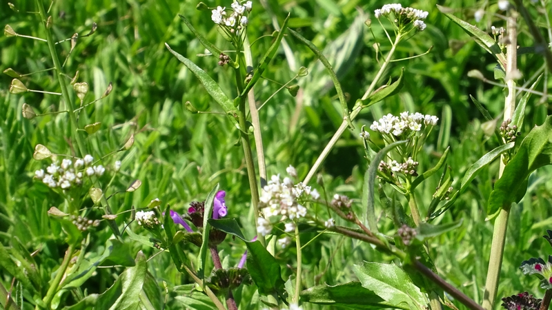 ナズナの花とホトケノザの花 横浜市旭区今宿南町