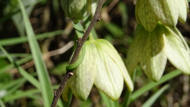 アミガサユリの花 横浜市旭区今宿南町