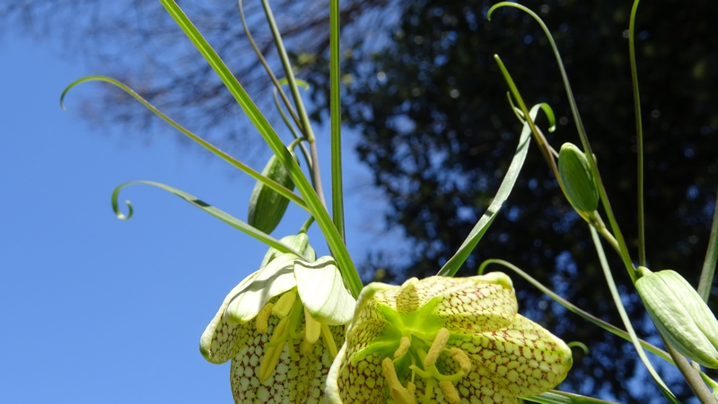アミガサユリの花 横浜市旭区今宿南町