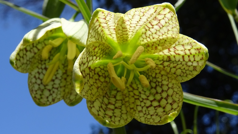 アミガサユリの花 横浜市旭区今宿南町