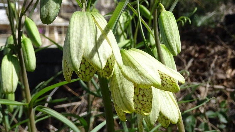 アミガサユリの花 横浜市旭区今宿南町