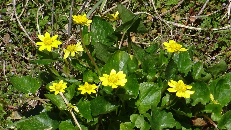 キクザキリュウキンカの花 横浜市旭区今宿南町