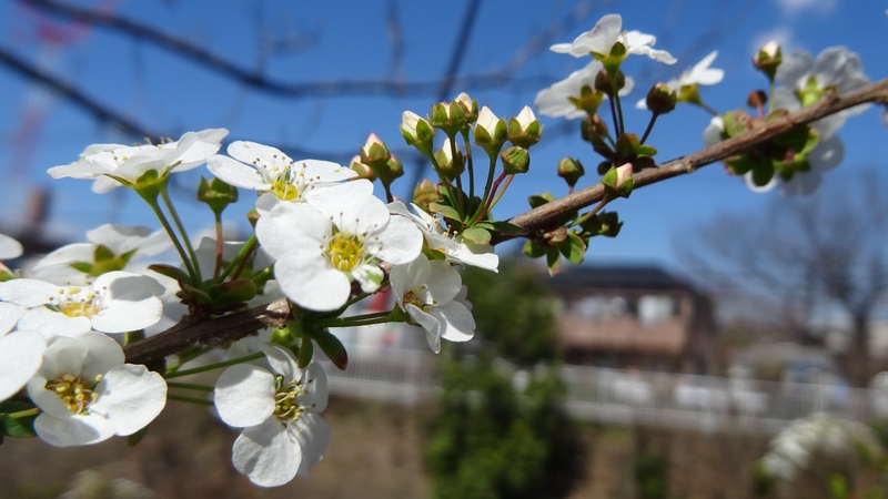 ユキヤナギの花 横浜市旭区今宿南町
