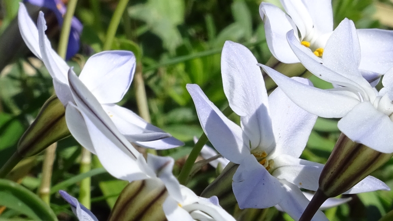 ハナニラの花 横浜市旭区今宿東町
