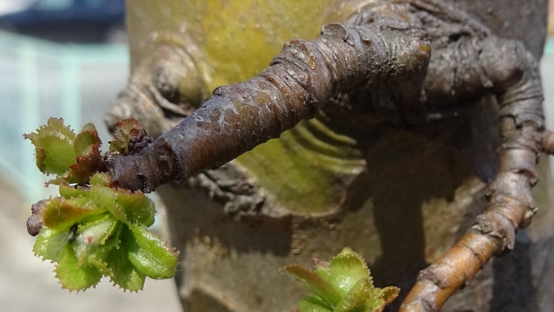 カリン 横浜市旭区今宿東町