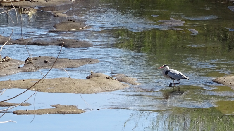 アオサギ 横浜市旭区今宿東町
