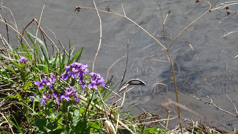 オオアラセイトウの花 横浜市旭区鶴ヶ峰本町