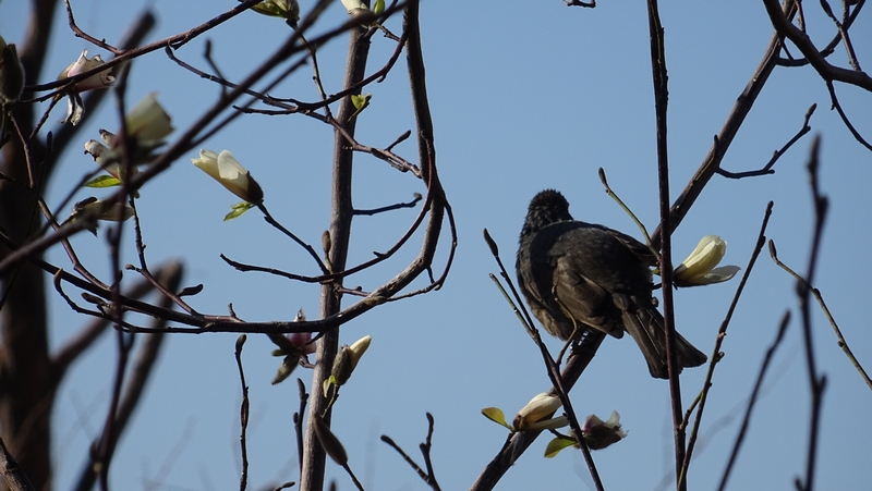 コブシのヒヨドリ 川崎市幸区創造のもり