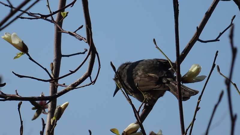 コブシのヒヨドリ 川崎市幸区創造のもり